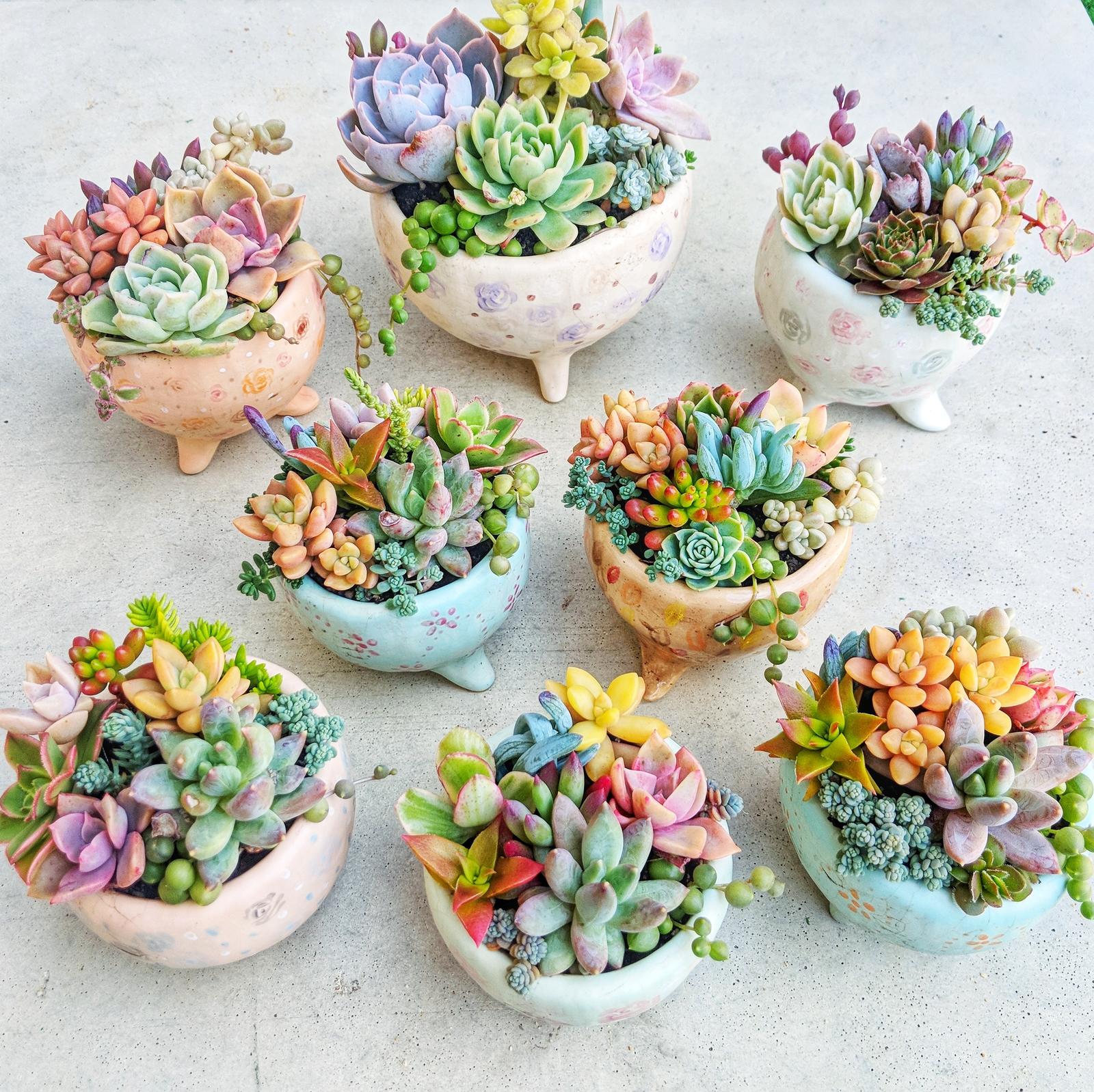 Charming Succulents Perth Makers Market